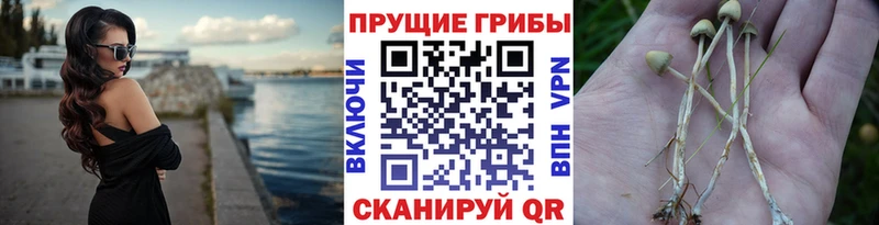 Купить  Александровское  Псилоцибиновые грибы мицелий 